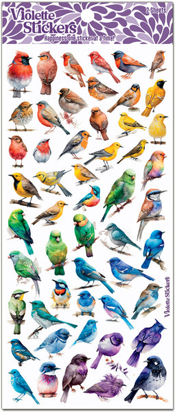 C206 Rainbow Birds