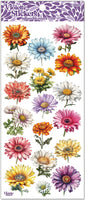 C283 Colorful Daisies